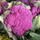 25 Seeds PURPLE CAULIFLOWER Violet Queen Brassica Oleracea Botrytis Vegetable 25 Seeds PURPLE CAULIFLOWER Violet Queen Brassica Oleracea Botrytis Vegetable