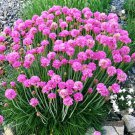 50 Seeds SEA THRIFT Armeria Maritima California Sea Pink Cliff Rose Flower 50 Seeds SEA THRIFT Armeria Maritima California Sea Pink Cliff Rose Flower