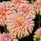 50 Seeds WATERCOLOR MIX DAHLIA Variabilis Double Bloom Mixed Colors Flower 50 Seeds WATERCOLOR MIX DAHLIA Variabilis Double Bloom Mixed Colors Flower