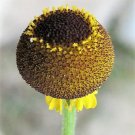 50 Seeds ROSILLA Helenium Puberulum Autumn Lollipop Sneezeweed Daisy Flower Herb 50 Seeds ROSILLA Helenium Puberulum Autumn Lollipop Sneezeweed Daisy Flower Herb