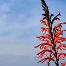 5 Seeds AFRICAN FLAG Chasmanthe Floribunda Cornflag Red Orange Hummingbird Flower 5 Seeds AFRICAN FLAG Chasmanthe Floribunda Cornflag Red Orange Hummingbird Flower