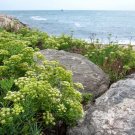40 Seeds SEA FENNEL Rock Samphire Crithmum Maritimum Herb Edible Vegetable Flower 40 Seeds SEA FENNEL Rock Samphire Crithmum Maritimum Herb Edible Vegetable Flower