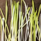 50 Seeds VARIEGATED CAT GRASS White & Green Pet Grass Catgrass Triticum Aestivum 50 Seeds VARIEGATED CAT GRASS White & Green Pet Grass Catgrass Triticum Aestivum