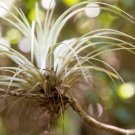 10 Seeds GIANT AIR PLANT Tillandsia Utriculata Bromeliad Sun Shade 10 Seeds GIANT AIR PLANT Tillandsia Utriculata Bromeliad Sun Shade