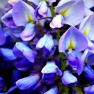 5 Seeds BLUE CHINESE WISTERIA Sinensis Ornamental Vine Blue Violet Purple Flower