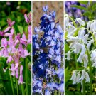 10 Seeds Mixed WOOD HYACINTH English Woodland Spanish Bluebell Scilla Flower 10 Seeds Mixed WOOD HYACINTH English Woodland Spanish Bluebell Scilla Flower