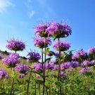 1000 Seeds WILD BERGAMOT Monarda Fistulosa Bee Balm Oswego Tea Herb Purple Flower 1000 Seeds WILD BERGAMOT Monarda Fistulosa Bee Balm Oswego Tea Herb Purple Flower