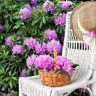 40 Seeds CAROLINA RHODODENDRON Carolinianum Dwarf Azalea Pink Purple Flower Shrub 40 Seeds CAROLINA RHODODENDRON Carolinianum Dwarf Azalea Pink Purple Flower Shrub