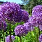 20 Seeds STAR OF PERSIA ALLIUM Christophii Silvery Amethyst Purple Flower 20 Seeds STAR OF PERSIA ALLIUM Christophii Silvery Amethyst Purple Flower