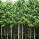 20 Seeds DOUGLAS FIR Abies Pseudotsuga Menziesii Christmas Blue Pine 20 Seeds DOUGLAS FIR Abies Pseudotsuga Menziesii Christmas Blue Pine