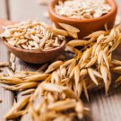 250 Seeds Certified ARMOR OAT Oats Avena Sativa Cereal Grain Cover Crop 250 Seeds Certified ARMOR OAT Oats Avena Sativa Cereal Grain Cover Crop