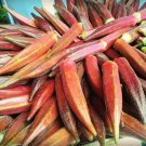 50 Seeds JING ORANGE OKRA Abelmoschus Esculentus YellowFlwr Red Orange Vegetable 50 Seeds JING ORANGE OKRA Abelmoschus Esculentus YellowFlwr Red Orange Vegetable