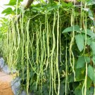 100 Seeds-lADY COWPEA Southern Cow Pea Vigna Unguiculata Legume Lady Finger Bean 100 Seeds-lADY COWPEA Southern Cow Pea Vigna Unguiculata Legume Lady Finger Bean