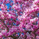 5 Seeds-lILY MAGNOLIA Flower Pink & Purple Fragrant Tulip Magnol Liliiflora 5 Seeds-lILY MAGNOLIA Flower Pink & Purple Fragrant Tulip Magnol Liliiflora