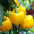 20 Seeds Organic Yellow MINI BELL PEPPER Sweet Mild Miniature Capsicum Vegetable 20 Seeds Organic Yellow MINI BELL PEPPER Sweet Mild Miniature Capsicum Vegetable