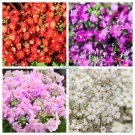 100 Seeds Mixed Colors FAIRY PRIMROSE Primula Malacoides Red Pink Purple Flower 100 Seeds Mixed Colors FAIRY PRIMROSE Primula Malacoides Red Pink Purple Flower
