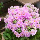 100 Seeds PINK FAIRY PRIMROSE Primula Malacoides Shade Flower 100 Seeds PINK FAIRY PRIMROSE Primula Malacoides Shade Flower
