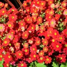 100 Seeds CRIMSON FAIRY PRIMROSE Red Primula Malacoides Shade Flower 100 Seeds CRIMSON FAIRY PRIMROSE Red Primula Malacoides Shade Flower