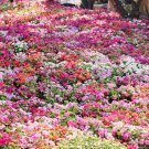 50 Seeds MIXED COLORS DWARF IMPATIENS Walleriana Red Pink Orange Shade Flower