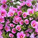 25 Seeds Dark Pink ROSE Of SHARON HIBISCUS Syriacus Flower Bush 25 Seeds Dark Pink ROSE Of SHARON HIBISCUS Syriacus Flower Bush
