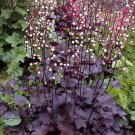 50 Seeds PALACE PURPLE HEUCHERA CORAL BELLS Micrantha Flower