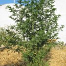 1000 Seeds SWEET WORMWOOD Artemisia Annua Sweet Annie Mugwort Sagewort Herb 1000 Seeds SWEET WORMWOOD Artemisia Annua Sweet Annie Mugwort Sagewort Herb