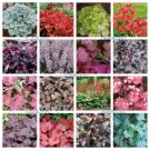 1200 Seeds MIXED COLORS CORAL BELLS HEUCHERA Shade Flower 1200 Seeds MIXED COLORS CORAL BELLS HEUCHERA Shade Flower