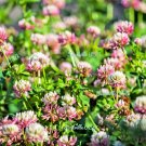 1500 Seeds ALSIKE CLOVER Trifolium Hybridum Pink & White Flower Legume *FlatShip 1500 Seeds ALSIKE CLOVER Trifolium Hybridum Pink & White Flower Legume *FlatShip