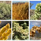 100 Seeds FOURWING SALTBRUSH Atriplex Canescens Gray Sage Brush Chamiso Shrub