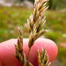 500 Seeds MUTTONGRASS Poa Fendleriana Eragrostis Mutton Grass Bluegrass Native 500 Seeds MUTTONGRASS Poa Fendleriana Eragrostis Mutton Grass Bluegrass Native