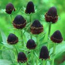 30 Seeds WESTERN CONEFLOWER Rudbeckia Occidentalis Green Wizard Black Flower