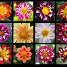 50 Seeds MIXED COLLARETTE DAHLIA Variabilis Two Tone Red Pink Yellow Flower