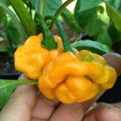 40 Seeds YELLOW SCOTCH BONNET PEPPER very hot Jamaican Capsicum Annuum Vegetable 40 Seeds YELLOW SCOTCH BONNET PEPPER very hot Jamaican Capsicum Annuum Vegetable