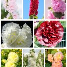 50 Seeds Dwarf Double HOLLYHOCK MAJORETTE MIX Alcea Rosea Red Pink White Flower 50 Seeds Dwarf Double HOLLYHOCK MAJORETTE MIX Alcea Rosea Red Pink White Flower
