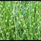 10 Seeds ZEBRA GRASS Variegated Maiden Grass Miscanthus Sinensis Zebrinus 10 Seeds ZEBRA GRASS Variegated Maiden Grass Miscanthus Sinensis Zebrinus