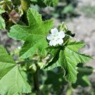 100 Seeds CHINESE MALLOW Malva Verticillata Cluster Musk Flower Herb Vegetable 100 Seeds CHINESE MALLOW Malva Verticillata Cluster Musk Flower Herb Vegetable