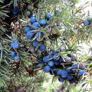 60 Seeds Organic  COMMON JUNIPER Juniperus Communis Shrub 20