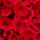 500 Seeds Fire Chief RED PETUNIA Nana Compacta Sun Annual AAS Winner Flower