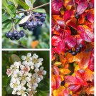 50 Seeds BLACK CHOKEBERRY Aronia Melanocarpa White Flower Shrub 50 Seeds BLACK CHOKEBERRY Aronia Melanocarpa White Flower Shrub
