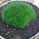 50 Seeds IRISH MOSS Heath Pearlwort Sagina Subulata White Flower 50 Seeds IRISH MOSS Heath Pearlwort Sagina Subulata White Flower