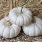 15 Seeds WHITE BABY BOO MINI PUMPKIN Miniature Cucurbita Pepo Vegetable 15 Seeds WHITE BABY BOO MINI PUMPKIN Miniature Cucurbita Pepo Vegetable