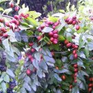 20 Seeds RED CHINESE DATE Edible Fruit Jujube Ziziphus Jujuba Yellow Flower