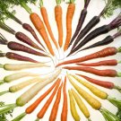 500 Seeds RAINBOW CARROT MIX White Red Yellow Purple Orange Daucus Carrota 500 Seeds RAINBOW CARROT MIX White Red Yellow Purple Orange Daucus Carrota