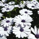 50 Seeds WHITE AFRICAN CAPE DAISY Dimorphotheca Sinuata Flower