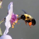 100 Seeds WHITE BLUSH VERBASCUM Blattaria Albiflorum Moth Mullein Flower
