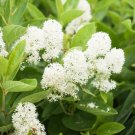 20 Seeds White NEW JERSEY TEA Hummingbird Flower Ceanothus Americanus Shrub