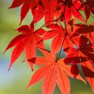 10 Seeds RED JAPANESE MAPLE Bloodgood Ornamental Acer Palmatum
