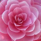100 Seeds MIXED DOUBLE CAMELLIA IMPATIENS Balsamina Flower
