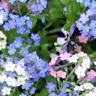 100 Seeds Mixed FORGET ME NOT Pink Blue White Mix Myosotis Alpestris Flower