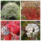 25 Seeds FIRE & ICE DOGWOOD Cornus Alba Shrub Red Bark White Berry & Flower 25 Seeds FIRE & ICE DOGWOOD Cornus Alba Shrub Red Bark White Berry & Flower